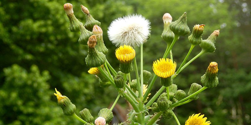 Sow thistle field: control measures