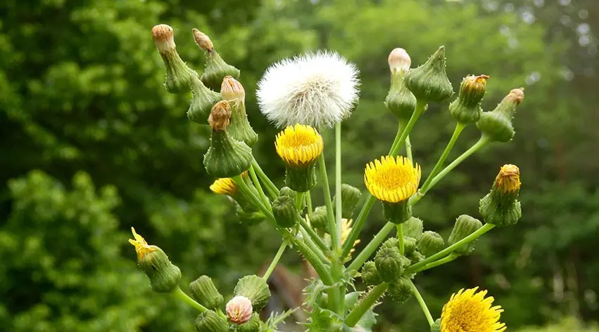 Sow thistle field: control measures