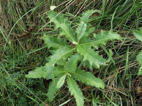 Sow thistle field: description of species, useful properties and methods of controlling the plant on the site