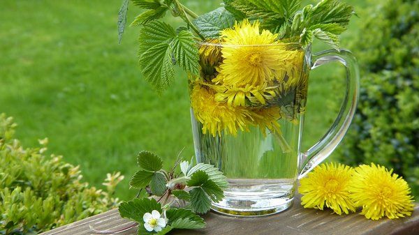 Sow thistle field: description of species, useful properties and methods of controlling the plant on the site