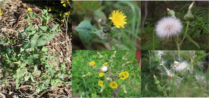 Sow thistle field: description of species, useful properties and methods of controlling the plant on the site