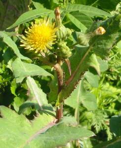 Sow thistle: how to get rid of the site