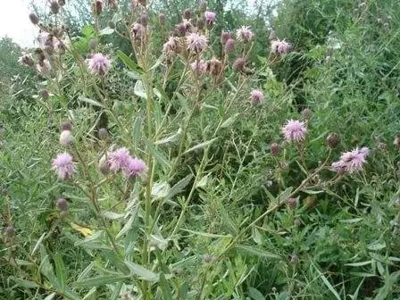 Sow thistle: how to get rid of the site