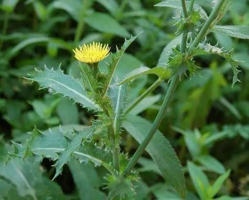 Sow thistle: how to get rid of the site