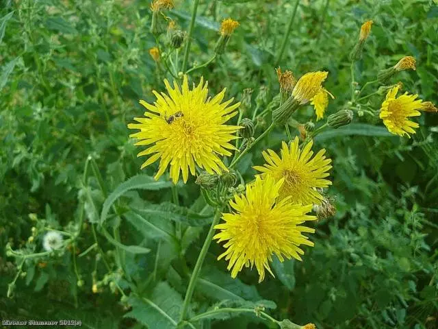 Sow thistle: how to get rid of the site