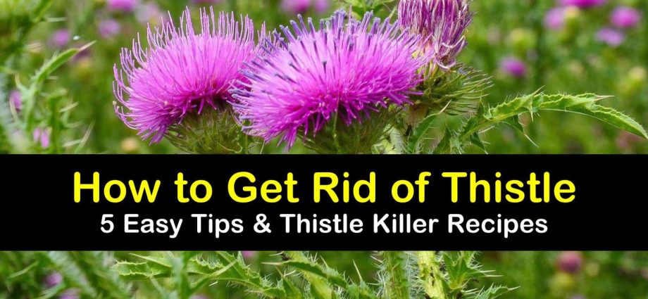 Sow thistle: how to get rid of the site