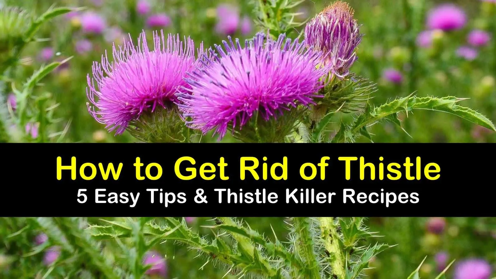 Sow thistle: how to get rid of the site