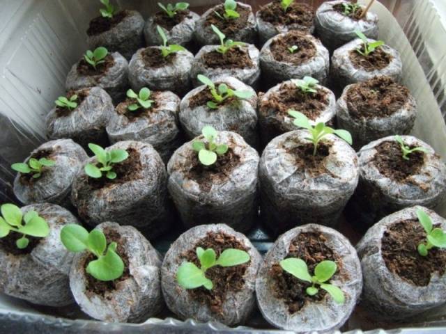 Sowing and growing petunias in peat tablets