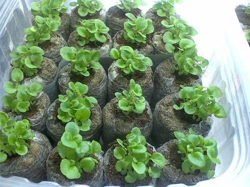 Sowing and growing petunias in peat tablets