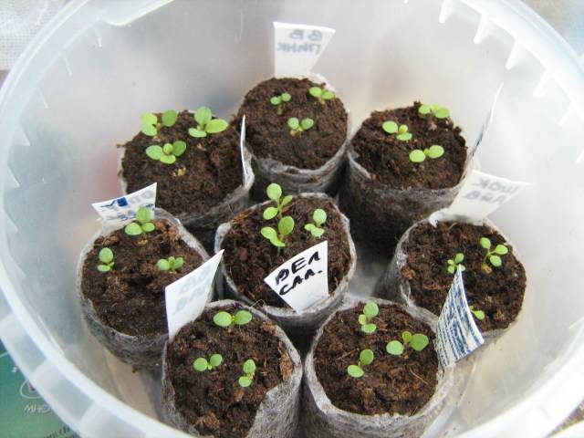 Sowing and growing petunias in peat tablets