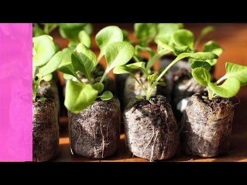 Sowing and growing petunias in peat tablets