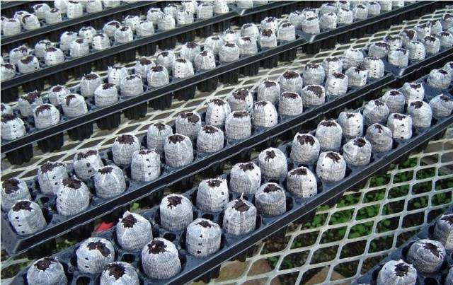 Sowing and growing petunias in peat tablets