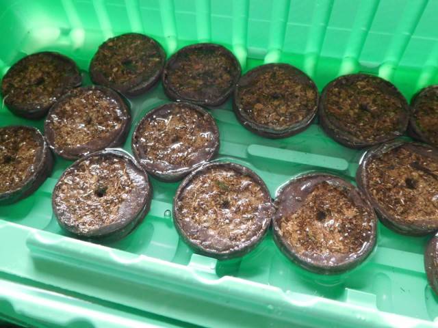 Sowing and growing petunias in peat tablets