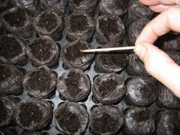 Sowing and growing petunias in peat tablets