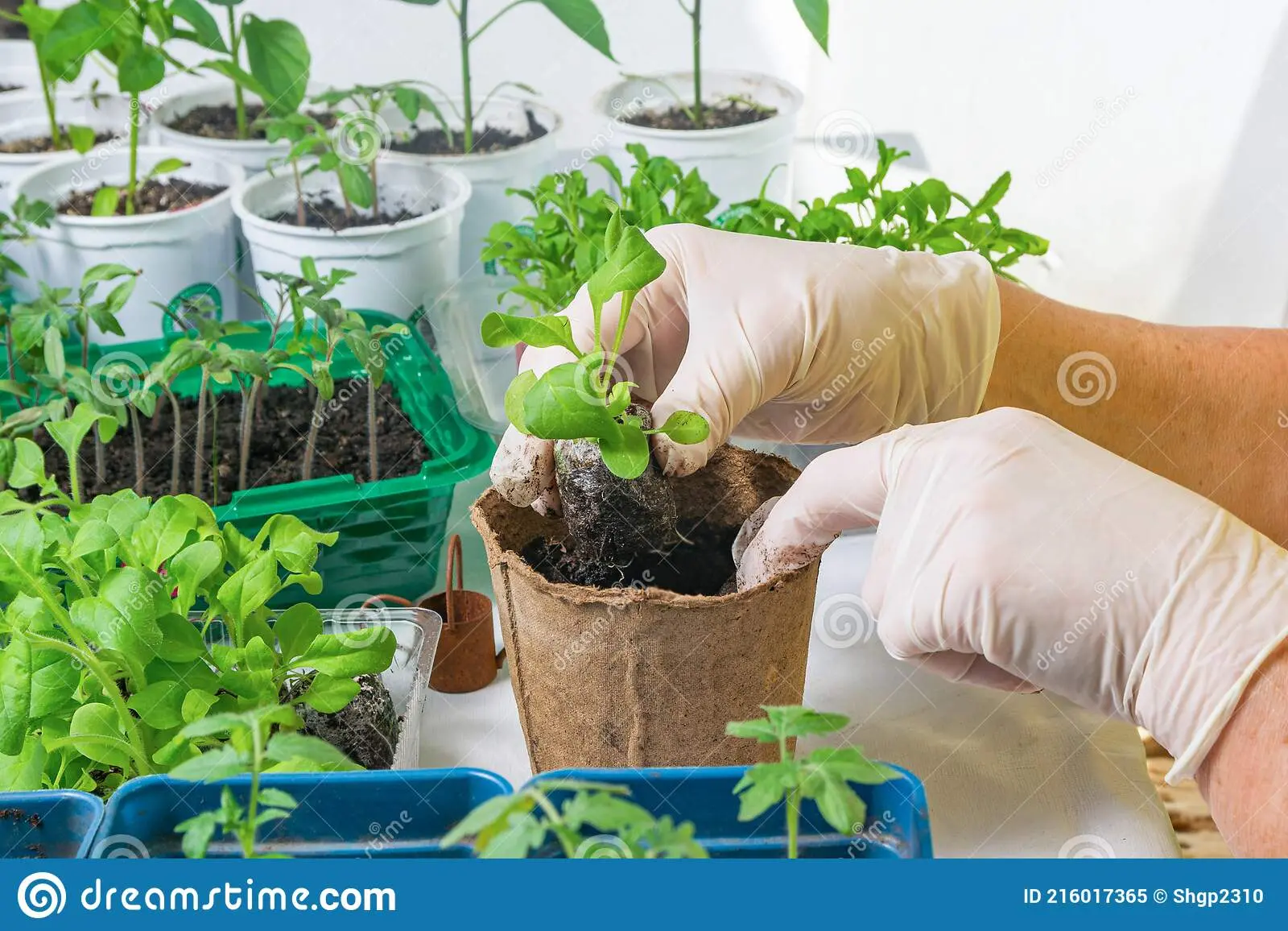 Sowing and growing petunias in peat tablets