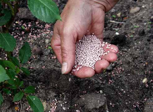 Sowing cucumber seeds for seedlings in 2022