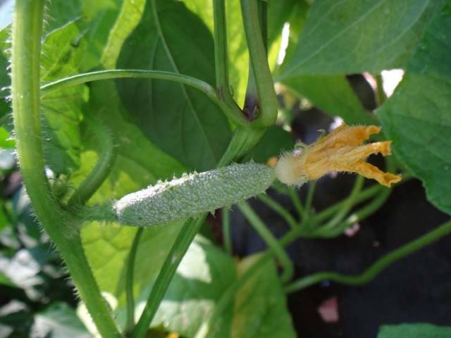 Sowing cucumber seeds for seedlings in 2022