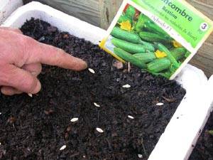 Sowing cucumber seeds for seedlings in 2022