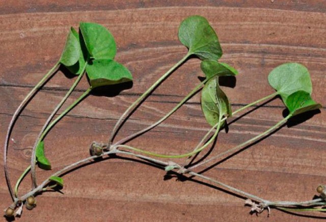 Sowing dichondra: timing, cultivation rules, reproduction features