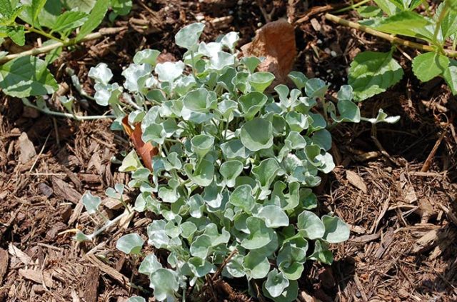 Sowing dichondra: timing, cultivation rules, reproduction features