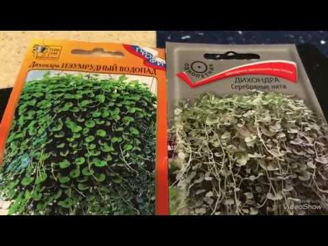 Sowing dichondra: timing, cultivation rules, reproduction features