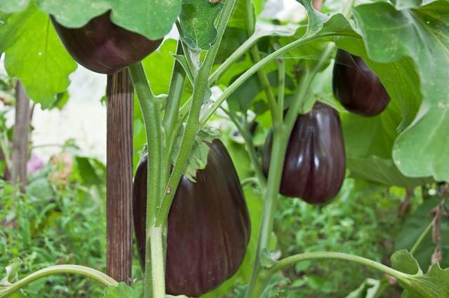 Sowing eggplant for seedlings