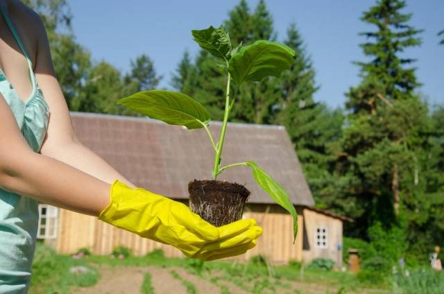 Sowing eggplant for seedlings