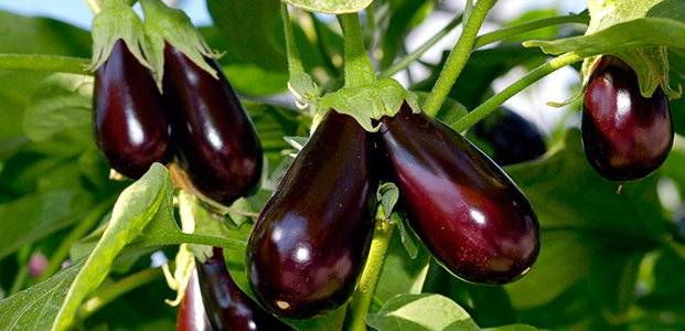 Sowing eggplant for seedlings