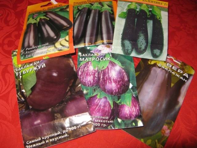 Sowing eggplant for seedlings