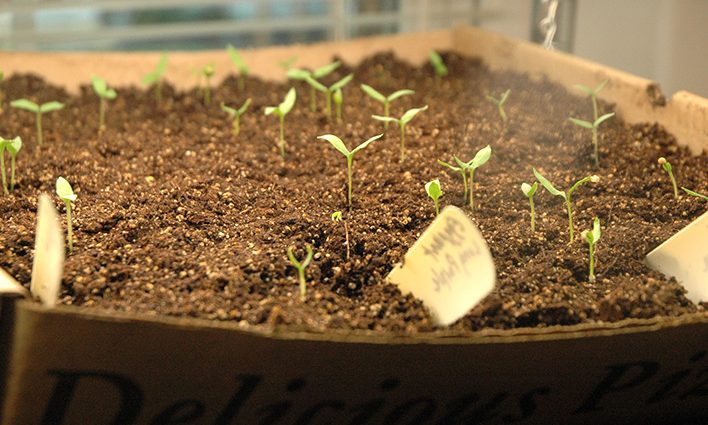 Sowing eggplant for seedlings