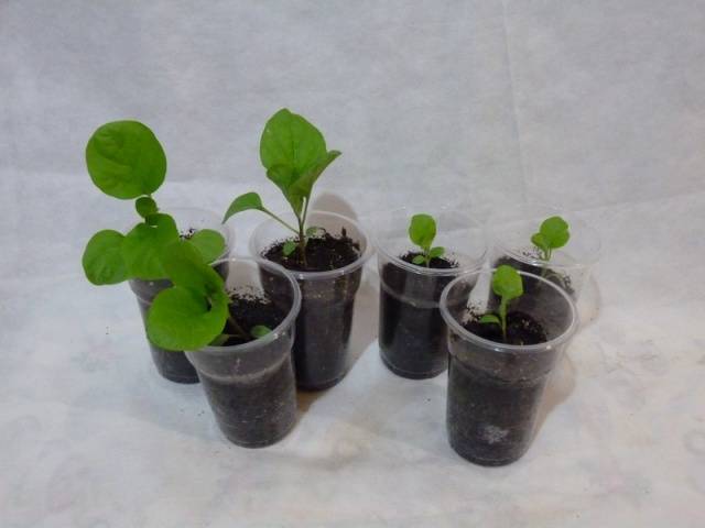 Sowing eggplant for seedlings