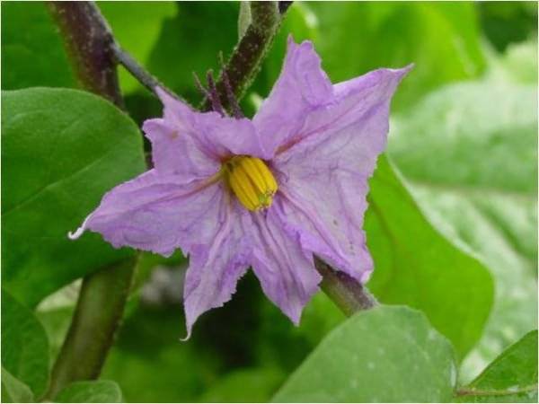 Sowing eggplant for seedlings