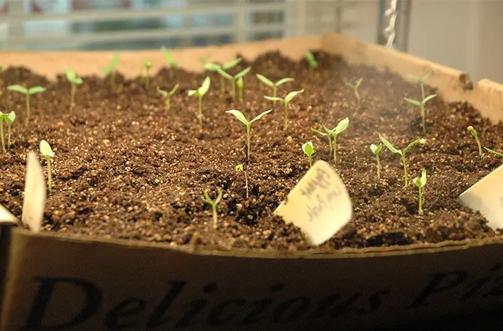 Sowing eggplant for seedlings