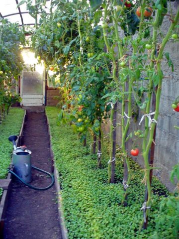 Sowing green manure in a greenhouse in autumn