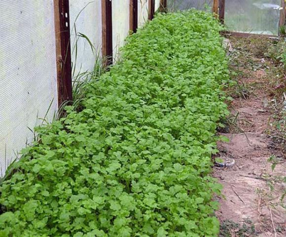 Sowing green manure in a greenhouse in autumn