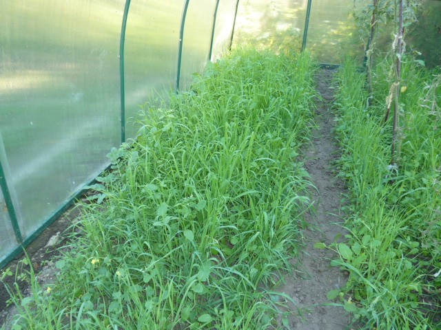 Sowing green manure in a greenhouse in autumn