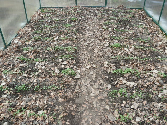 Sowing green manure in a greenhouse in autumn