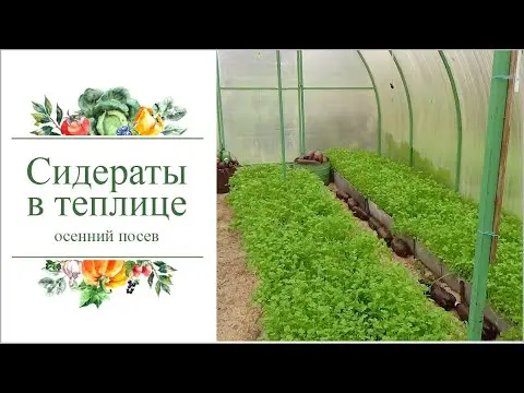 Sowing green manure in a greenhouse in autumn