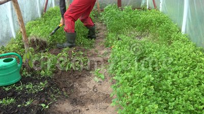 Sowing green manure in a greenhouse in autumn