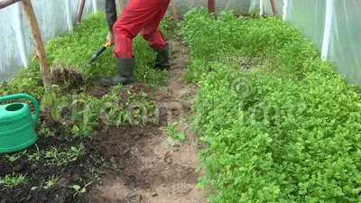 Sowing green manure in a greenhouse in autumn