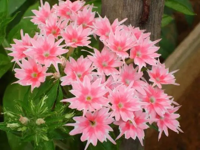 Sowing Phlox Drummond for seedlings