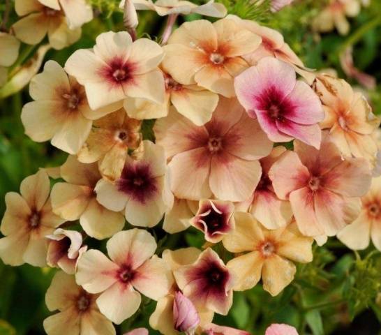 Sowing Phlox Drummond for seedlings