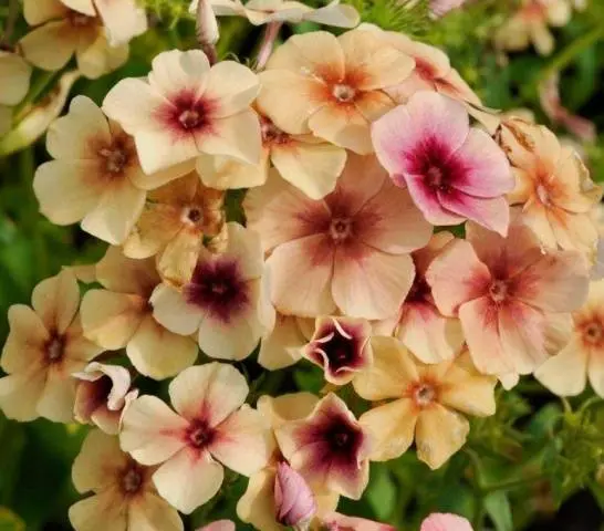 Sowing Phlox Drummond for seedlings