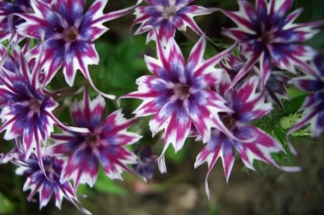 Sowing Phlox Drummond for seedlings