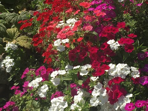 Sowing Phlox Drummond for seedlings