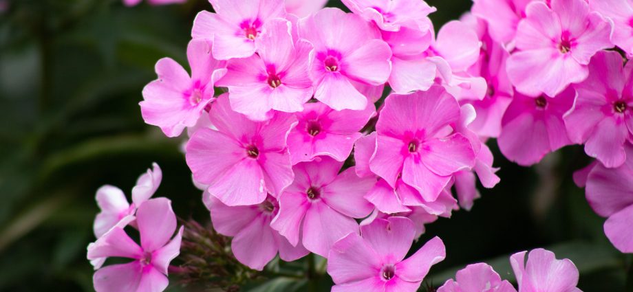 Sowing Phlox Drummond for seedlings