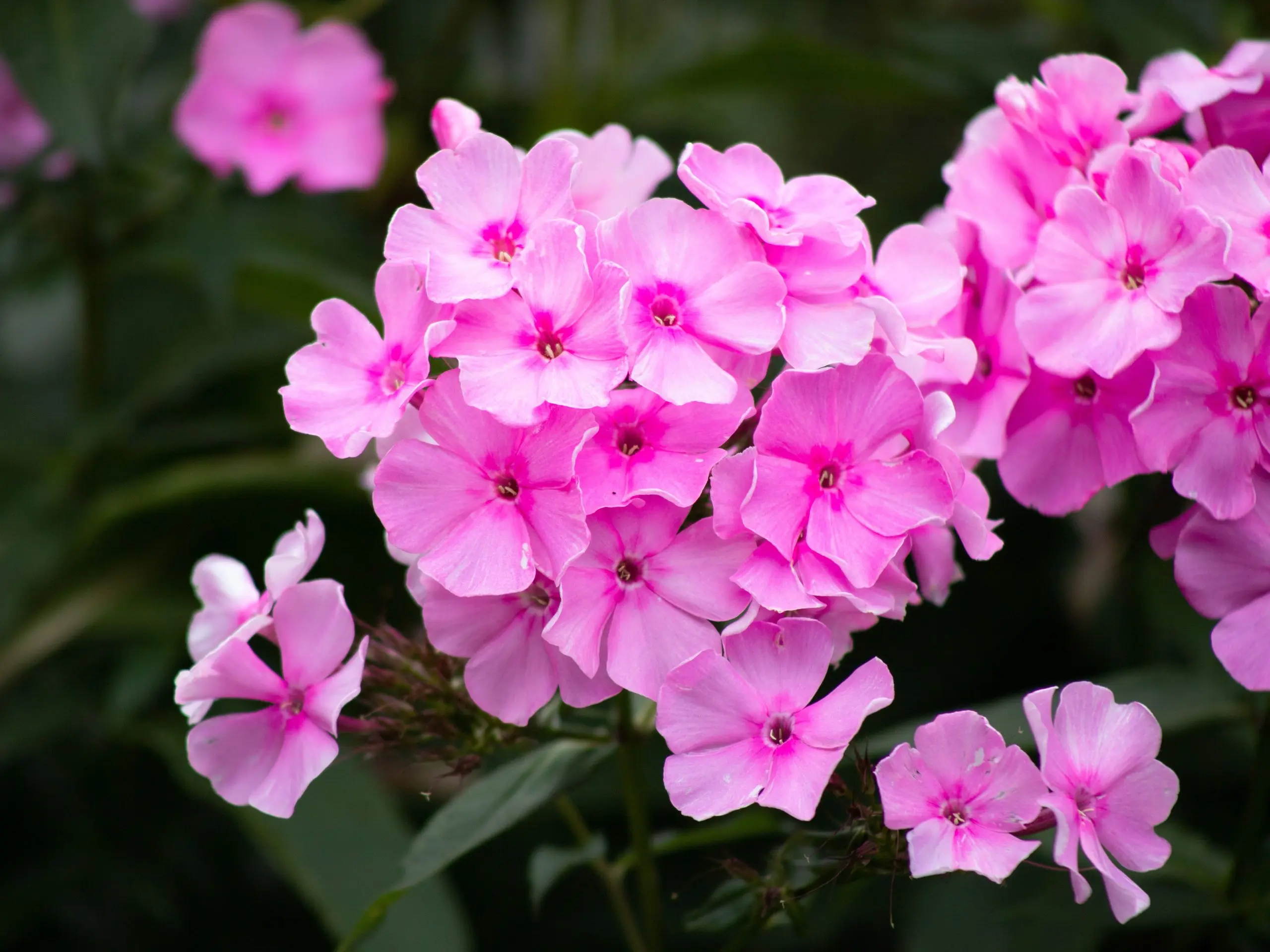 Sowing Phlox Drummond for seedlings