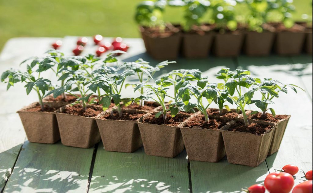 Sowing tomato seeds for seedlings