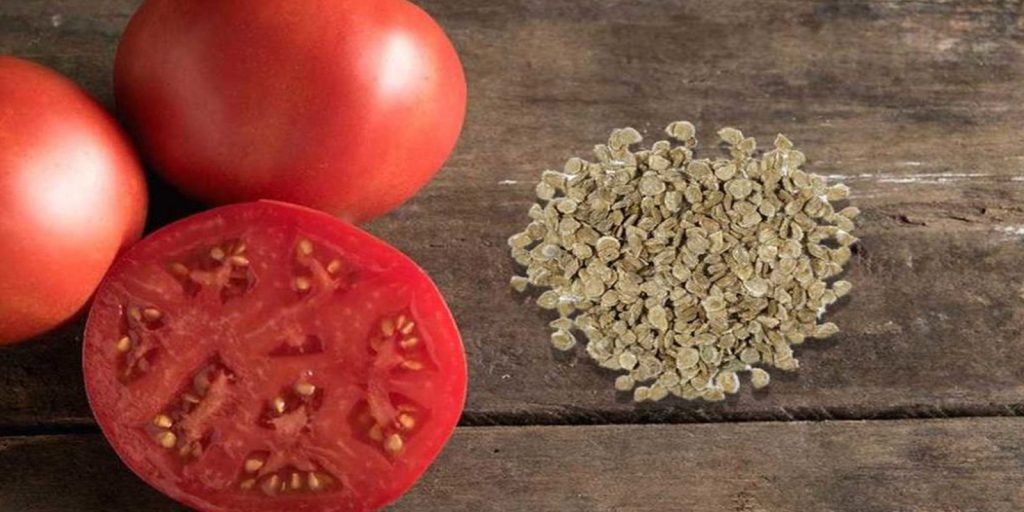 Sowing tomato seeds for seedlings