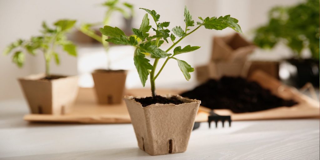 Sowing tomato seeds for seedlings